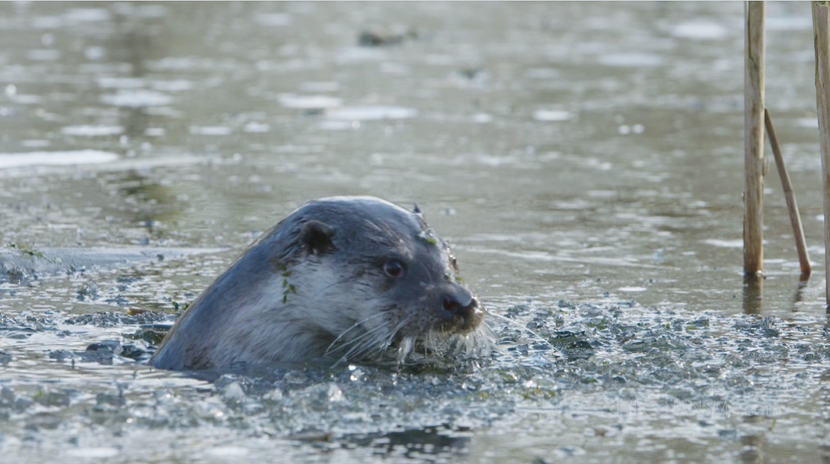 Otter - IWP Wildlife